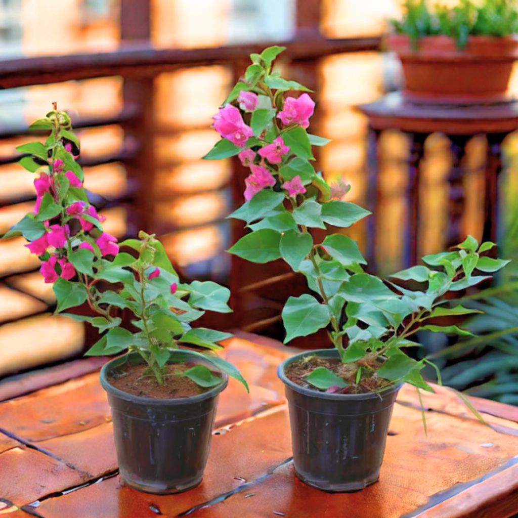 Set of 2 - Bougainvillea (Any Colour) in 5 Inch Nursery Pot Set of 2 - Bougainvillea (Any Colour) in 5 Inch Nursery Pot