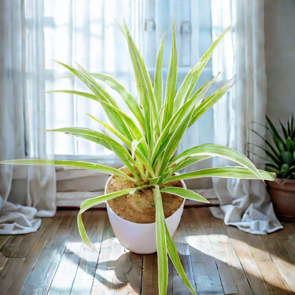 Spider in 4 Inch White Premium Orchid Round Plastic Pot
