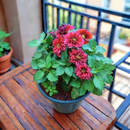 Dahlia All Season (any colour) in 6 Inch Nursery Pot