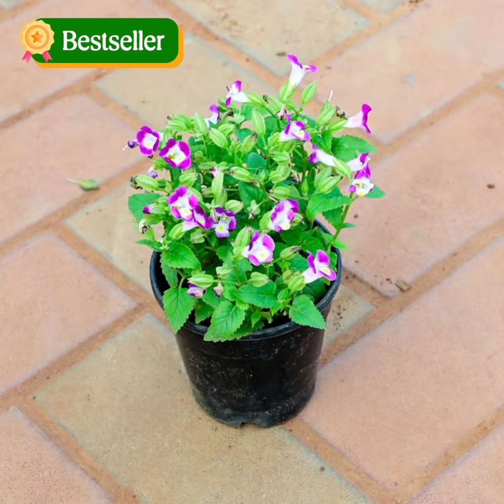 Wishbone / Torenia (any colour) in 4 Inch Nursery Pot (colour may vary)