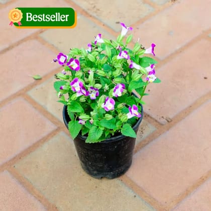 Wishbone / Torenia (any colour) in 4 Inch Nursery Pot (colour may vary)