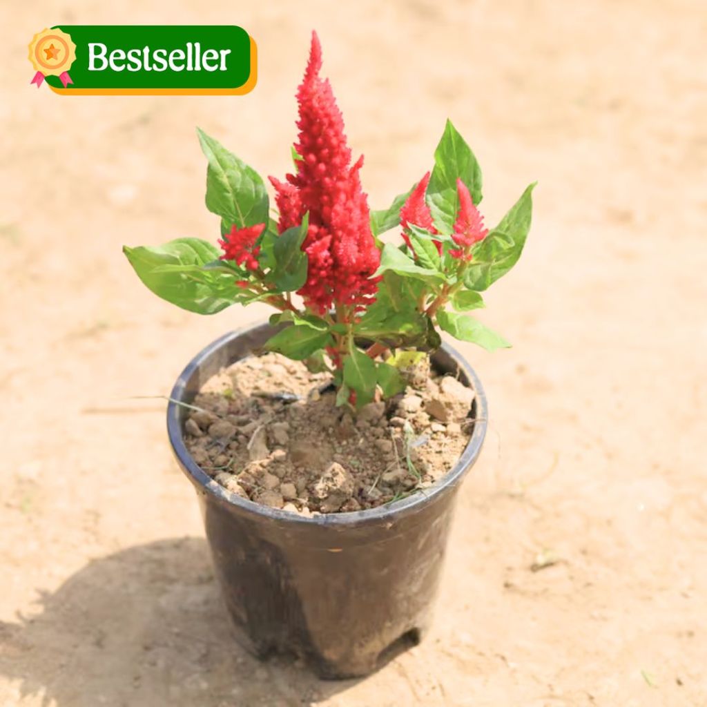 Celosia / Cockscomb (Any Colour) in 4 Inch Plastic Pot Celosia / Cockscomb (Any Colour) in 4 Inch Plastic Pot