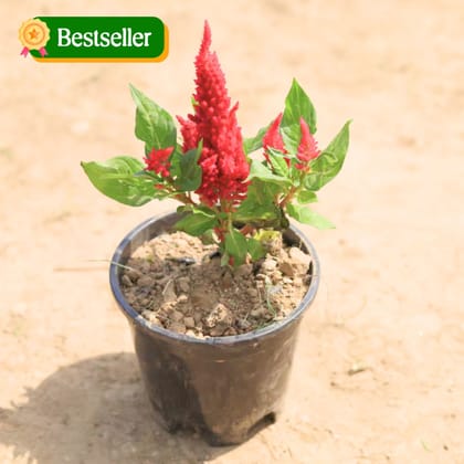 Celosia / Cockscomb (Any Colour) in 4 Inch Plastic Pot