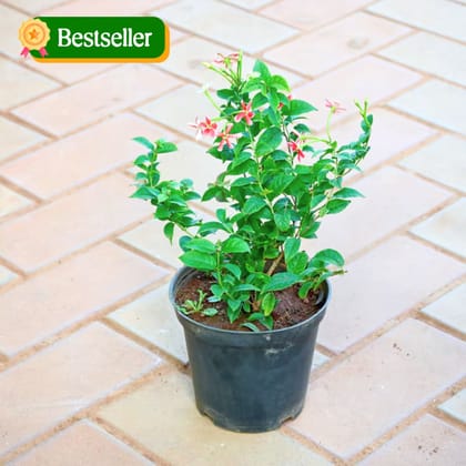 Madhu Malti / Rangoon Creeper (Any Colour) in 5 Inch Nursery Pot