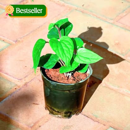 Paan / Betel Leaf in 4 Inch Nursery Pot