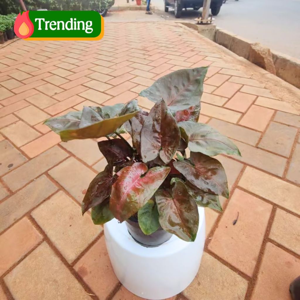 Rare Syngonium Black in 4 Inch Nursery Pot