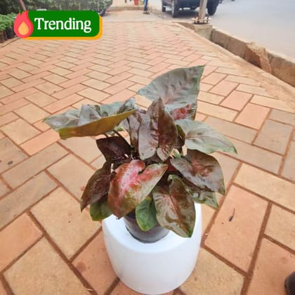 Rare Syngonium Black in 4 Inch Nursery Pot