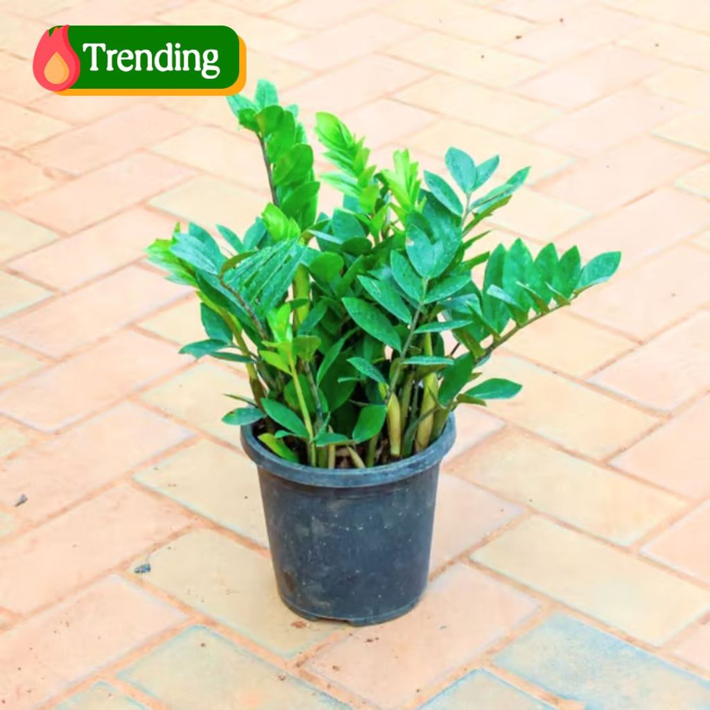 Zz Green in 5 Inch Nursery Pot Zz Green in 5 Inch Nursery Pot