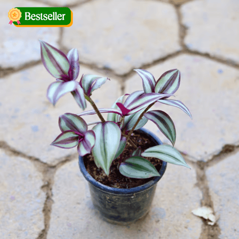 Wandering Jew in 4 Inch Nursery Pot
