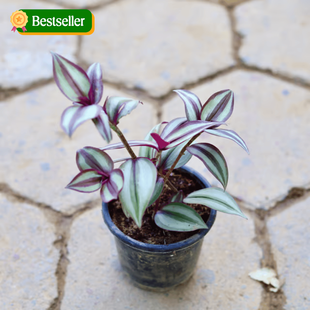 Wandering Jew in 4 Inch Nursery Pot