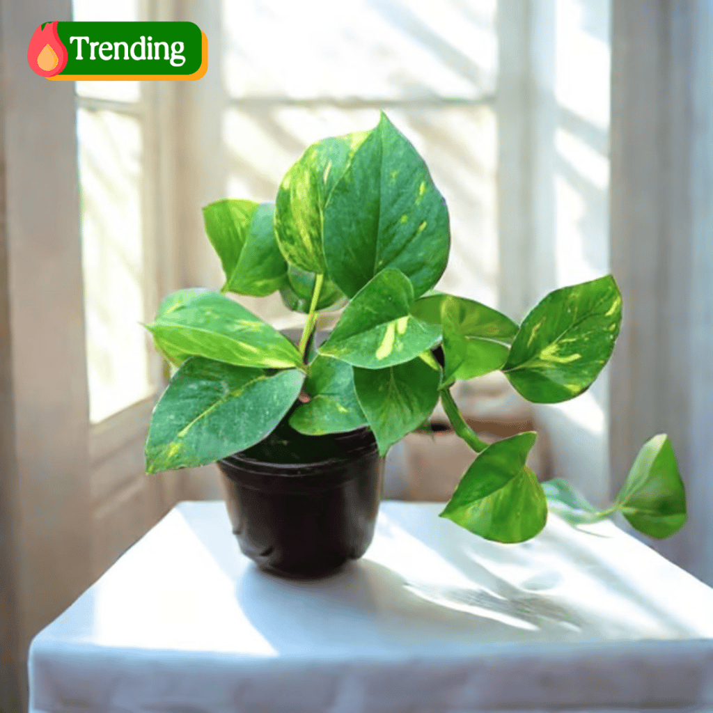 Money Plant in 5 Inch Nursery Pot Money Plant in 5 Inch Nursery Pot