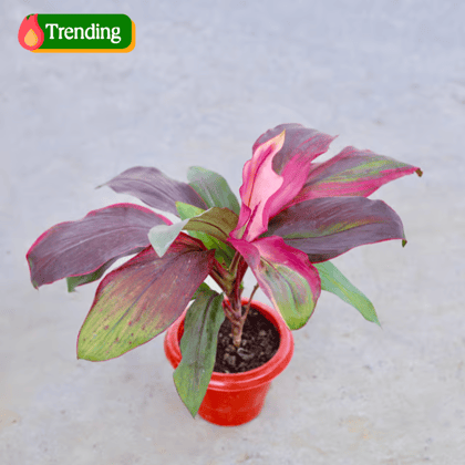 Dracaena Kedarnath in 6 Inch Classy Red Plastic Pot