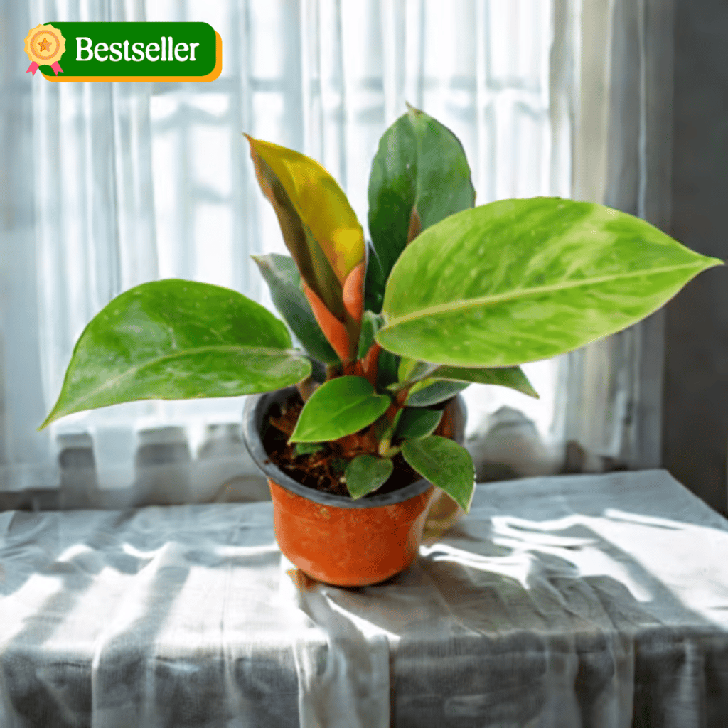 Philodendron Red in 4 Inch Nursery Pot Philodendron Red in 4 Inch Nursery Pot