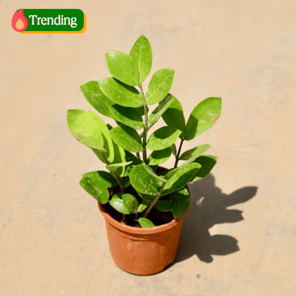Zz Green in 4 Inch Nursery Pot