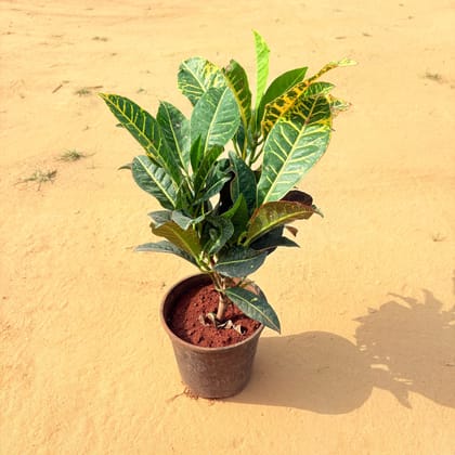 Croton Petra in 6 Inch Nursery Pot