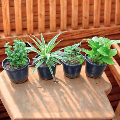 Living Luck Bundle - Set of 4 - Money Plant Green, Jade, Monstera Broken Heart & Spider in 4 Inch Nursery Pot