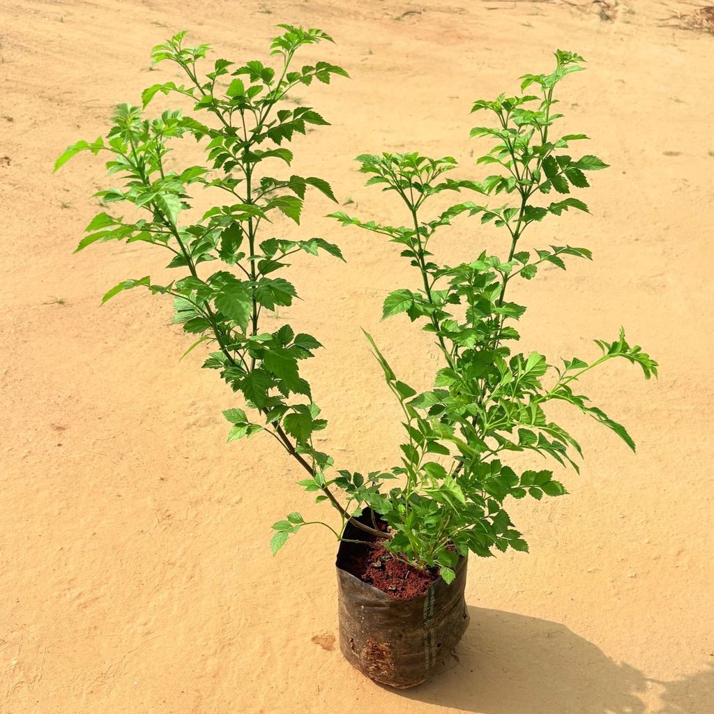 Tecoma Bicolour (any colour) in 6 Inch Nursery Bag