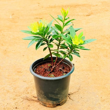 First Love / Xanthostemon Chrysanthus (any colour) in 8 inch Nursery Pot
