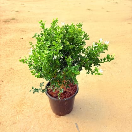 Juhi / Jasmine in 6 inch Nursery Pot
