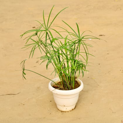 Umbrella Palm in 8 Inch Classy White Plastic Pot
