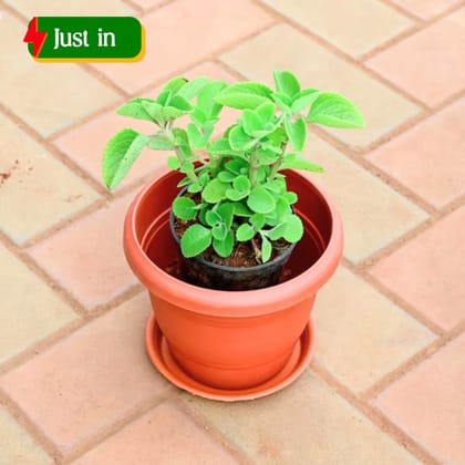 Ajwain / Carom Seed Plant in 8 Inch Classy Red Plastic Pot with Tray