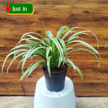 Spider Plant in 5 inch Nursery Pot