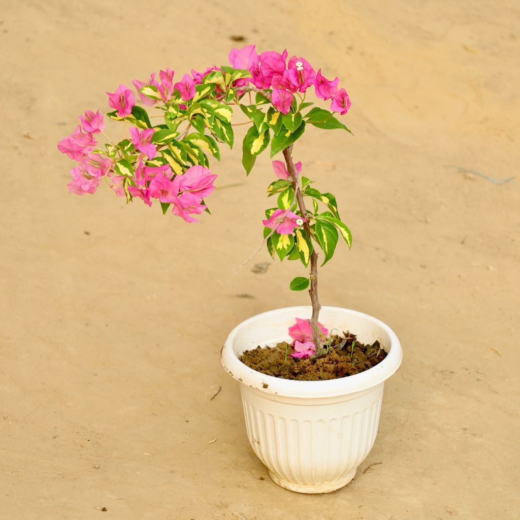 Bougainvillea Vareigated Pink in 8 Inch White Olive Plastic Pot Bougainvillea Vareigated Pink in 8 Inch White Olive Plastic Pot