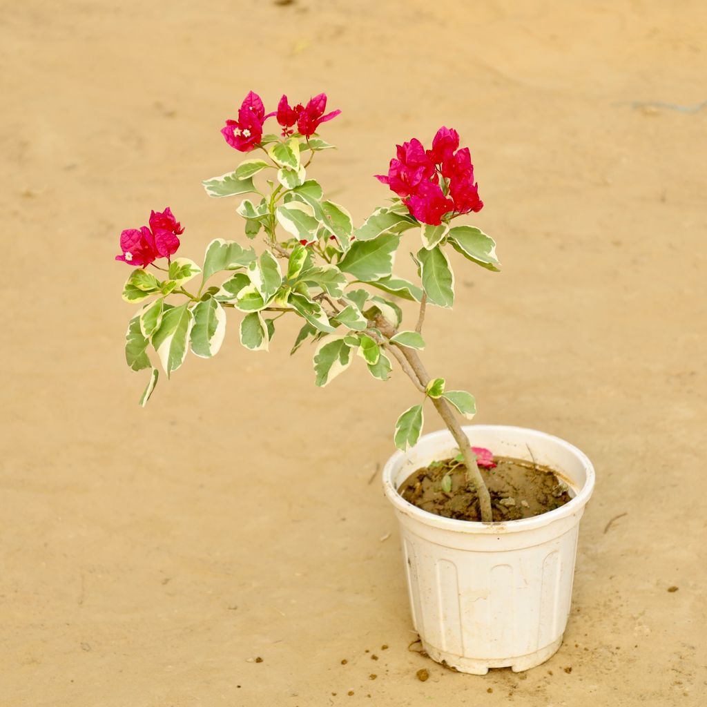 Bougainvillea Vareigated (any colour) in 8 Inch White Nursery Pot Bougainvillea Vareigated (any colour) in 8 Inch White Nursery Pot