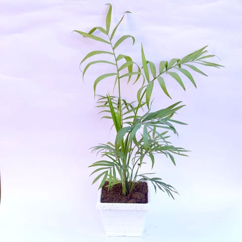 Chameadorea Palm in 4 Inch White Marble Premium Orchid Square Plastic Pot