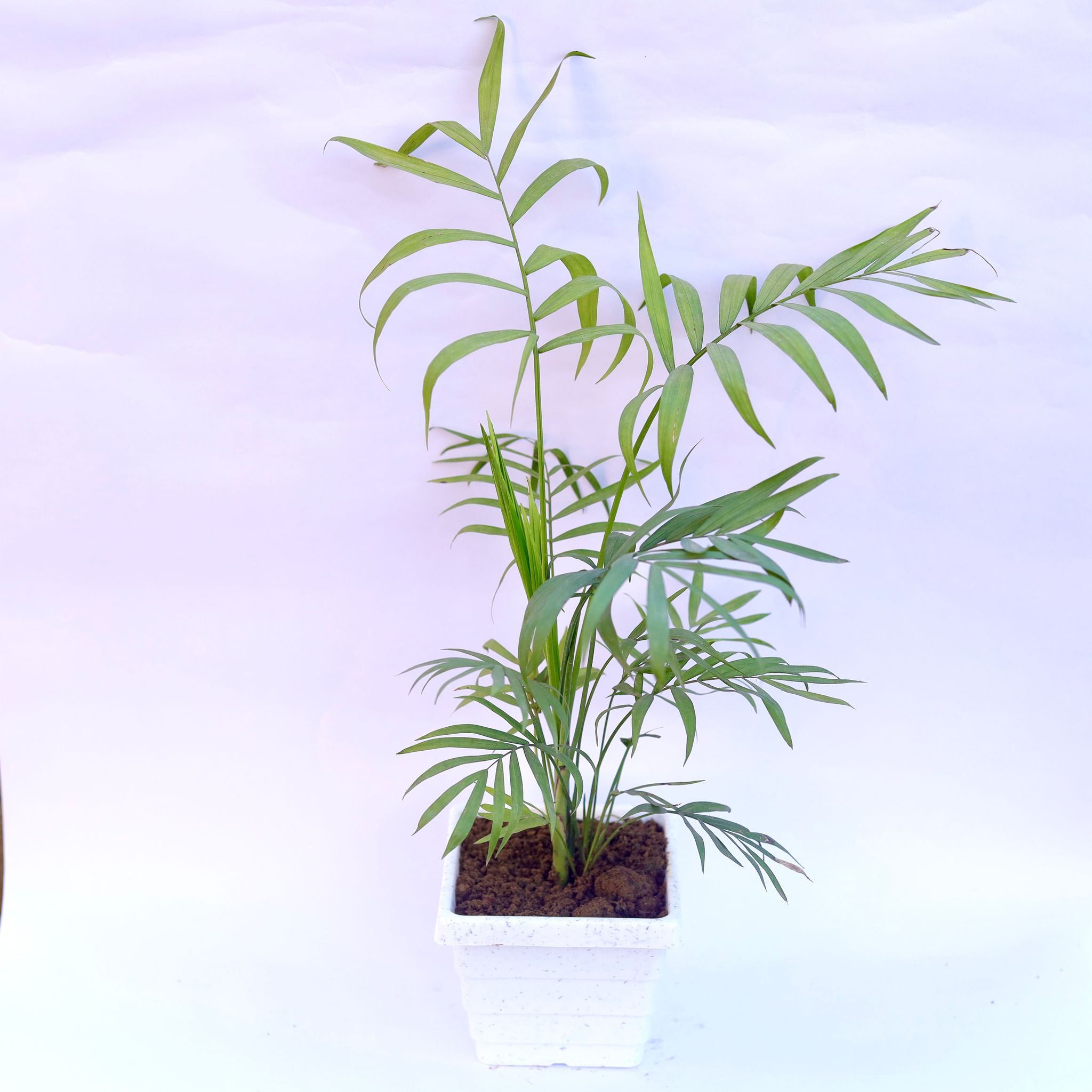 Chameadorea Palm in 4 Inch White Marble Premium Orchid Square Plastic Pot