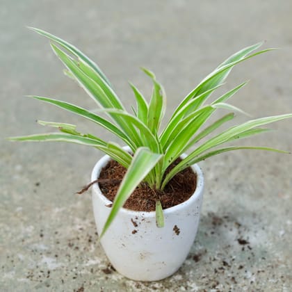 Spider in 4 Inch Classy White Cup Ceramic Pot