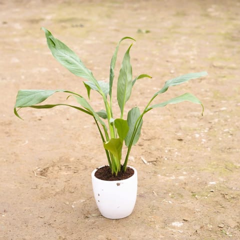 Peace Lily in 4 Inch Live Plant Classy White Cup Ceramic Pot