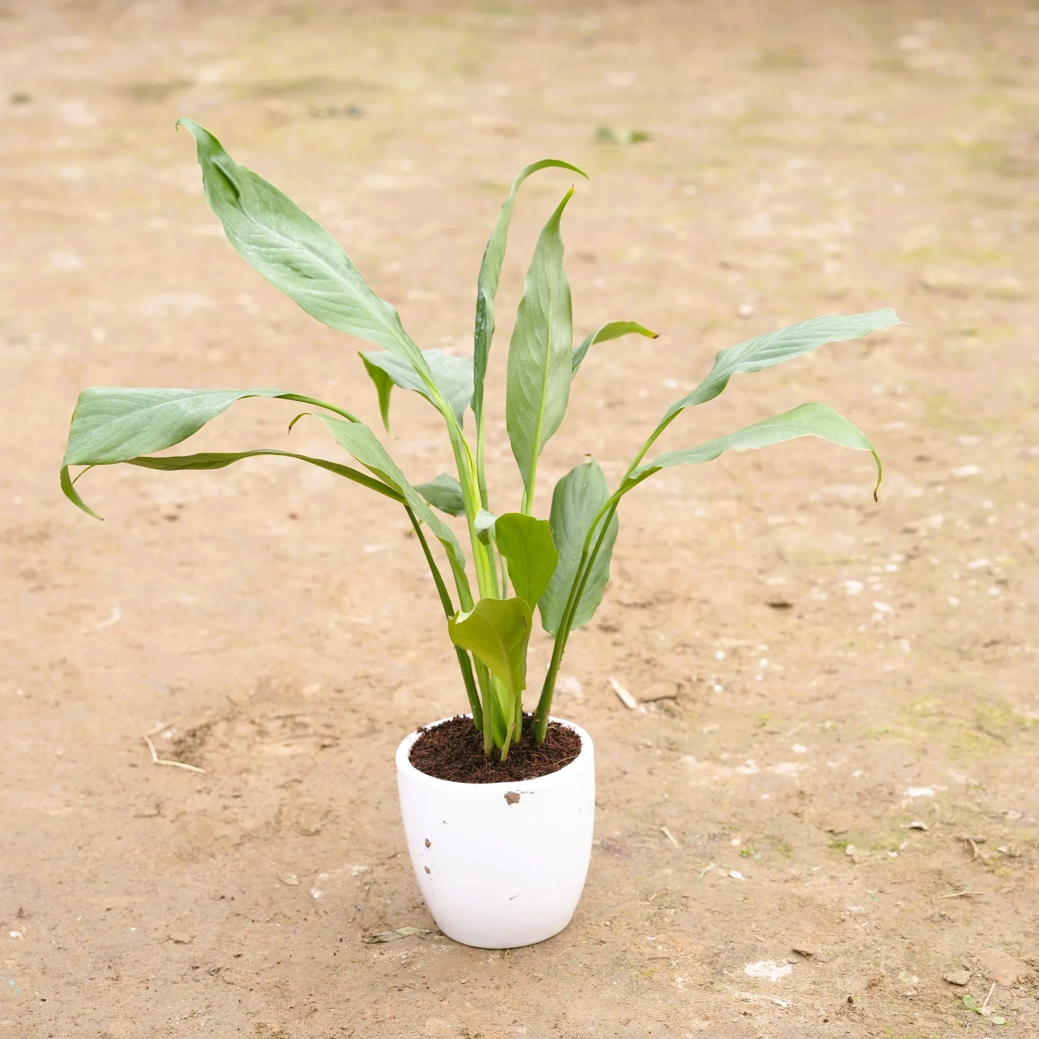 Peace Lily in 4 Inch Classy White Cup Ceramic Pot