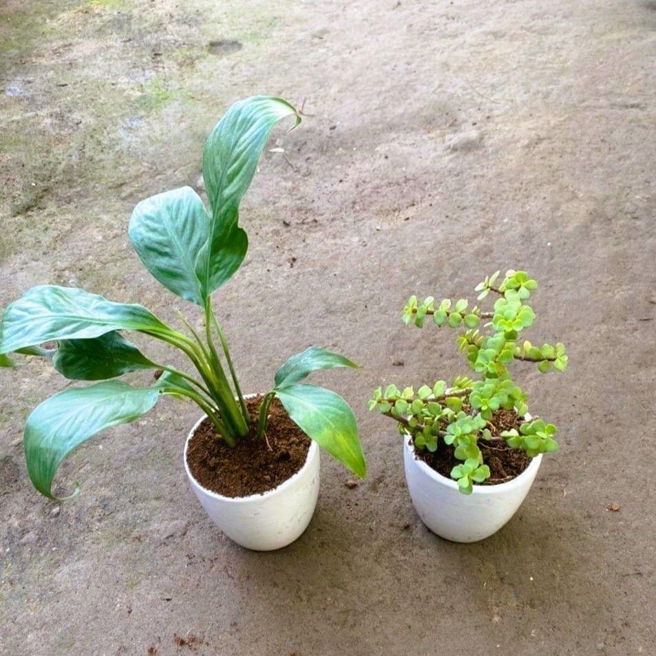 Set of 2 -Jade & Peace Lily in 4 Inch White Cup Ceramic Pot