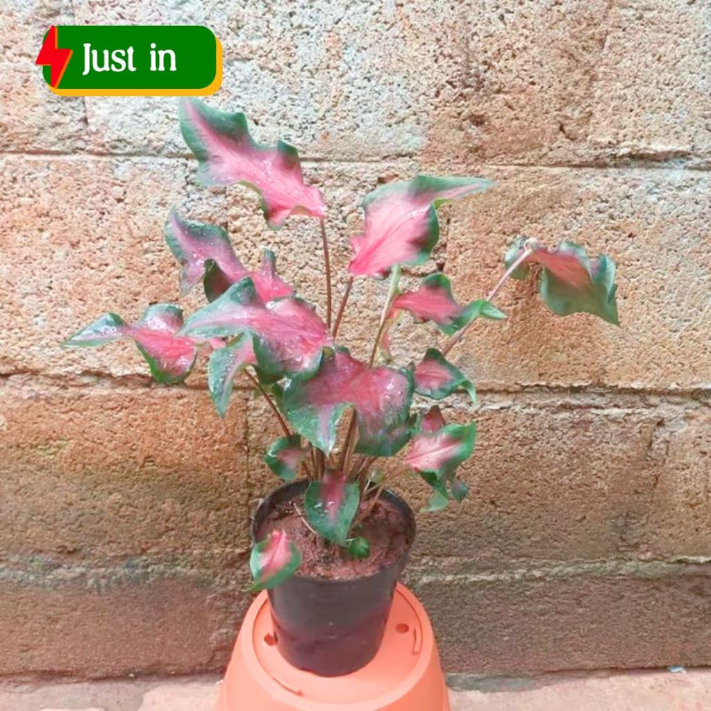 Caladium Red with Green Tip in 5 Inch Elegant Plastic Pot (colour may vary) - Best Exotic Indoor Plant