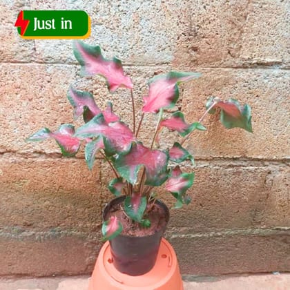 Caladium Red with Green Tip in 5 Inch Elegant Plastic Pot (colour may vary) - Best Exotic Indoor Plant