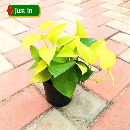 Money Plant Golden in 4 Inch Nursery Pot