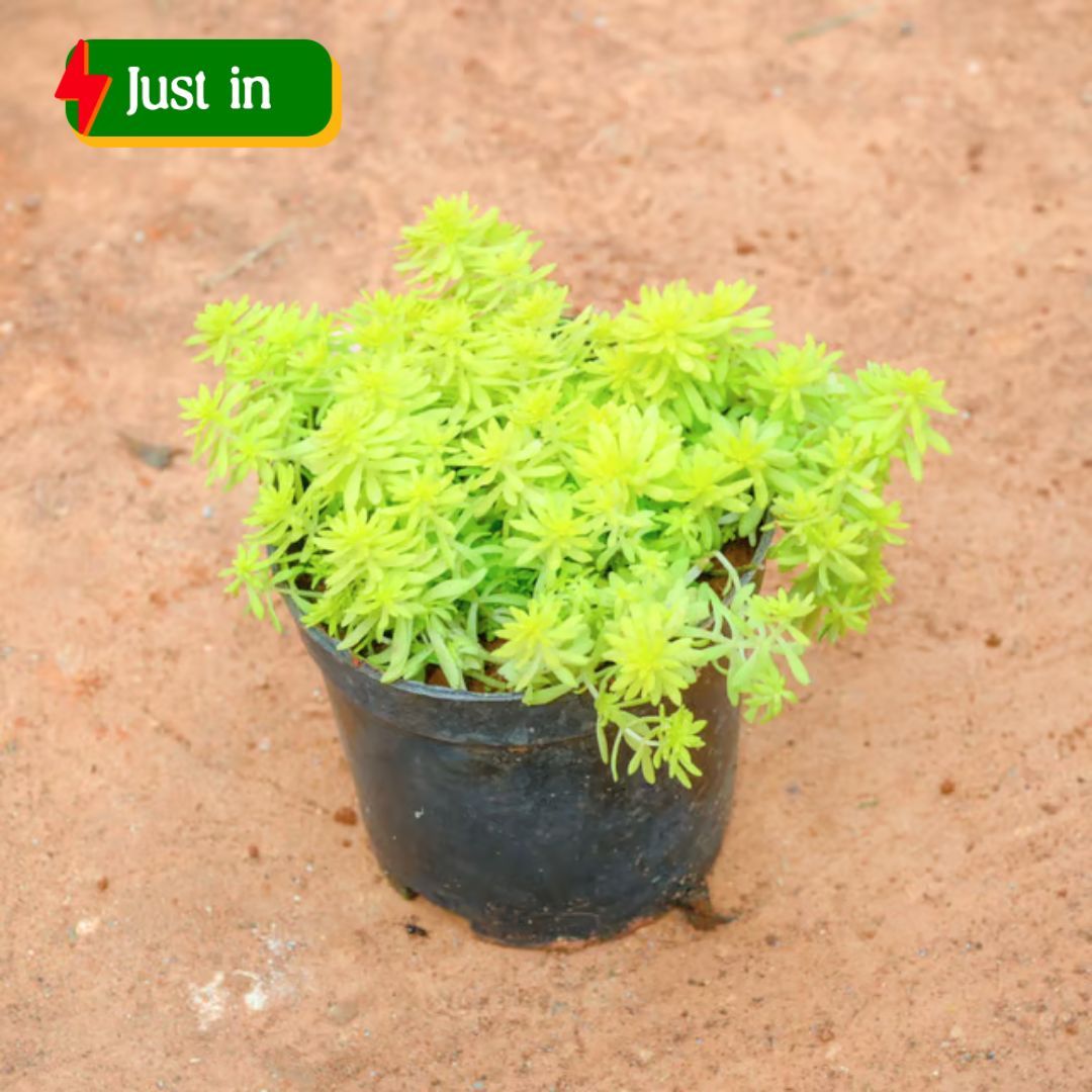 Sedum Yellow Succulent in 4 Inch Nursery Pot