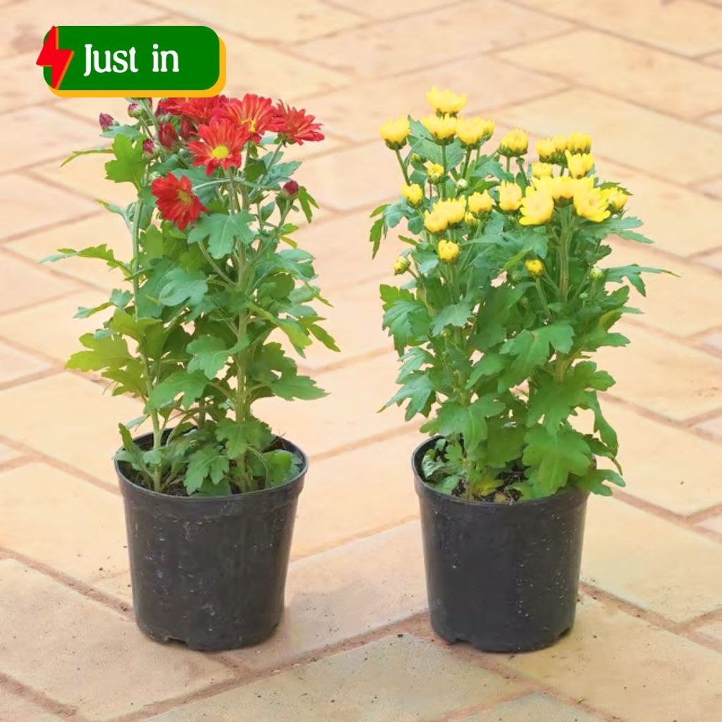 Set of 2 - Chrysanthemum / Guldawari (Any Colour) in 4 Inch Nursery Pot Set of 2 - Chrysanthemum / Guldawari (Any Colour) in 4 Inch Nursery Pot