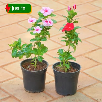 Set of 2 - Periwinkle / Vinca / Sadabahar (Any Colour) in 4 Inch Nursery Pot