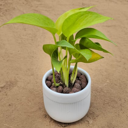 Money Plant in 4 Inch White Galaxy Ceramic Pot