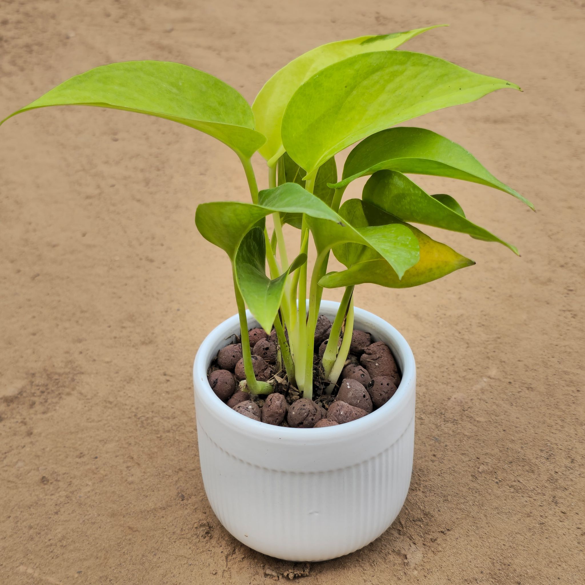 Money Plant in 4 Inch White Galaxy Ceramic Pot