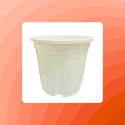 Free Gift - 6 Inch White Super Nursery Pot - Flash Sale