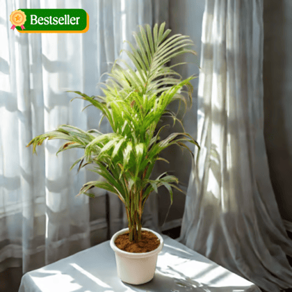 Areca Palm (~ 3 Ft) in 8 Inch Classy White Plastic Pot