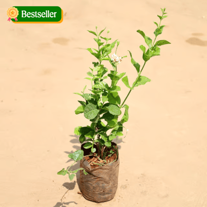 Mogra Plant in 7 Inch Nursery Bag
