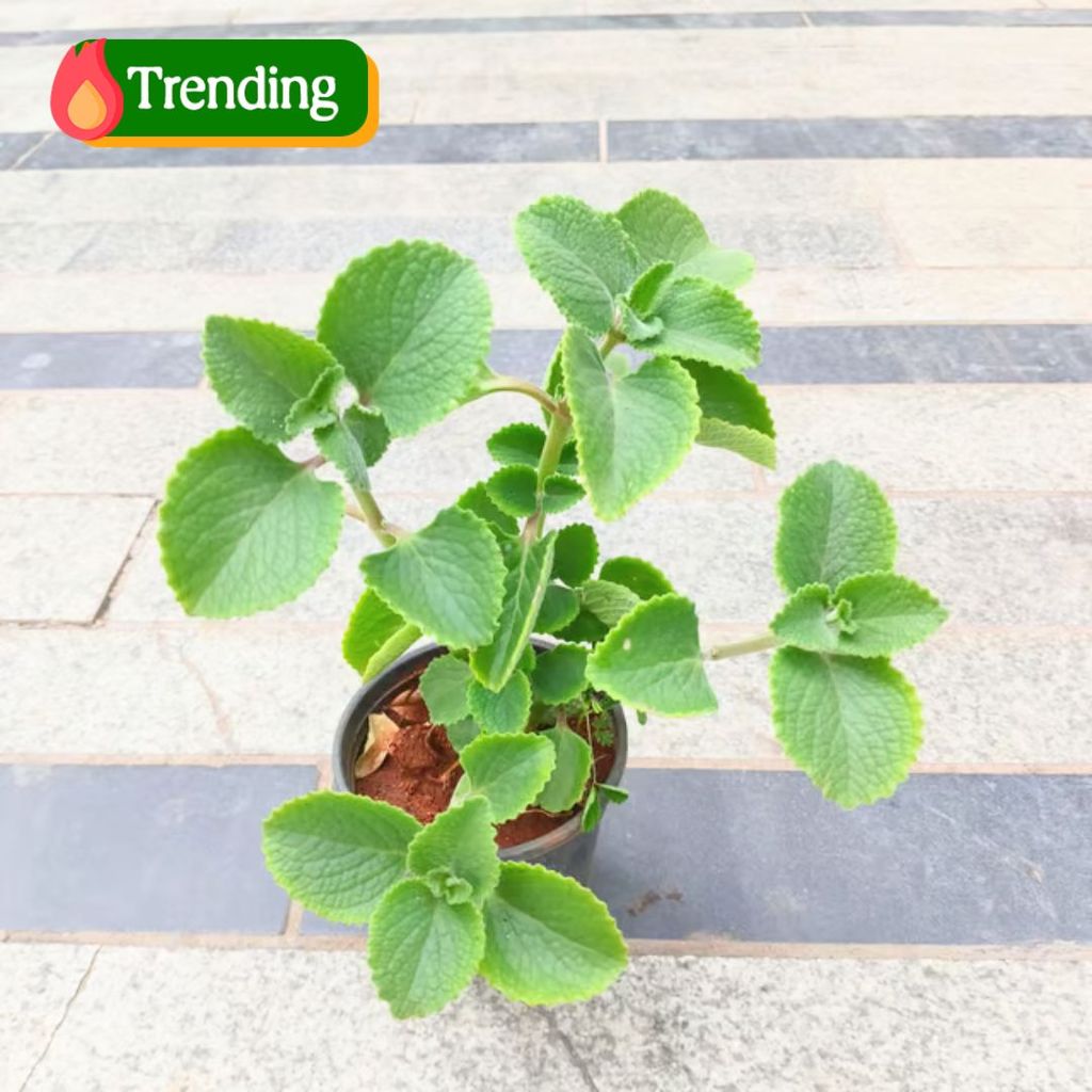 Ajwain in 4 Inch Nursery Pot