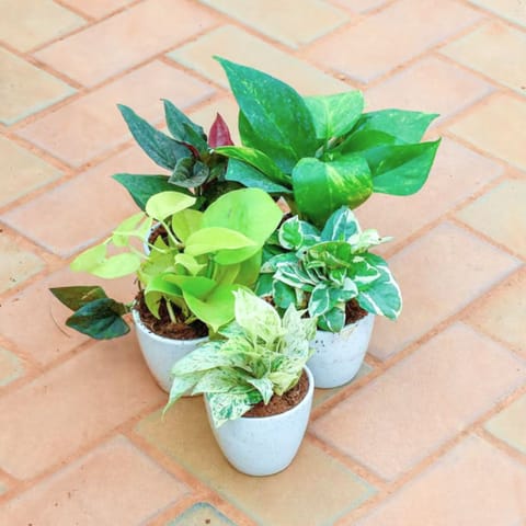 Set of 5 - Money Plant (Marble, N'joy, Green, Golden & Black) in 4 Inch Classy White Cup Ceramic Pot