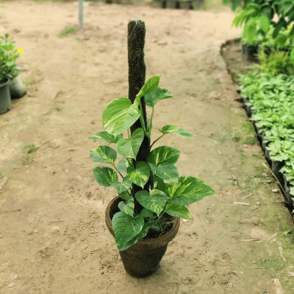 Money Plant with 3 Ft. Moss Stick in 10 Inch Terracotta Pot