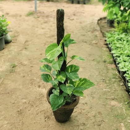 Money Plant with 3 Ft. Moss Stick in 10 Inch Terracotta Pot