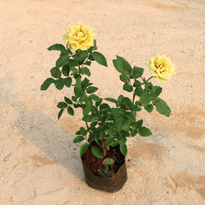 English Rose yellow in 8 Inch Nursery Bag